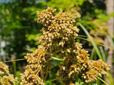 bulrush spikelet
