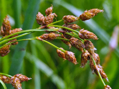 club rush spikelets