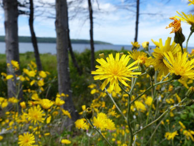 sonchus arvensis