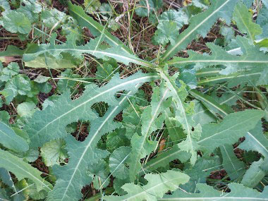 sow thistle basal leaves