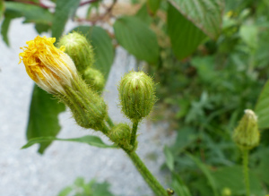 sow thistle bud