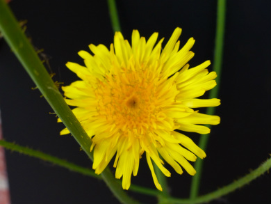 sow thistle flower