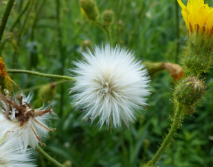 sow thistle seed