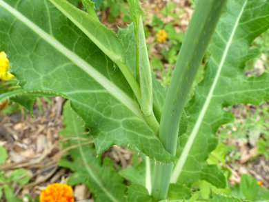 sow thistle stem