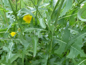 thistle sow russian flowers prickly tortoise feeding leaves identification sonchus arvensis resume pause prev next lettuce ediblewildfood