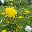 Sow Thistle