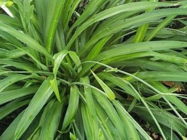 Chlorophytum comosum