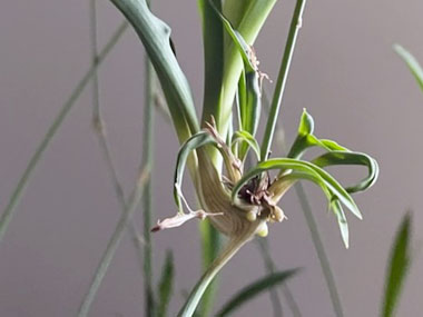 new spider plant shoots