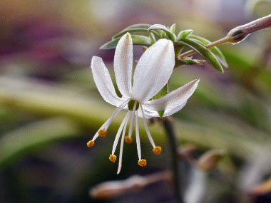 spider plant flower