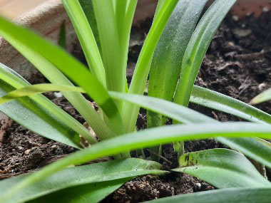 spider plant leaves