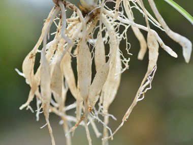 spider plant roots