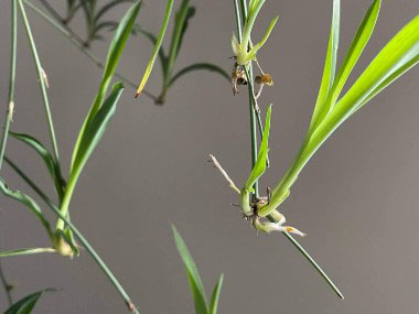 spider plant shoots