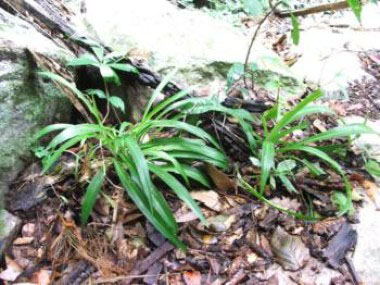 spider plant