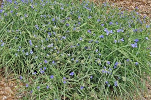 Tradescantia virginiana clump