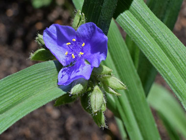 Tradescantia virginiana with buds