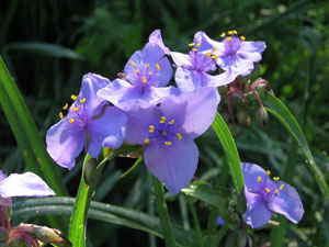 spiderwort close up