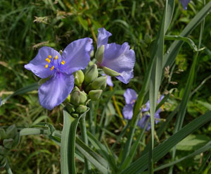 spiderwort leaves flowers