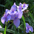 Spiderwort