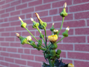 prickly sowthistle flowers