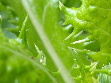 sowthistle spines