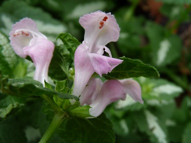 spotted dead nettle flowers