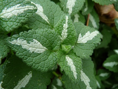 spotted dead nettle leaves