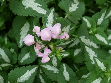 spotted dead nettle picture