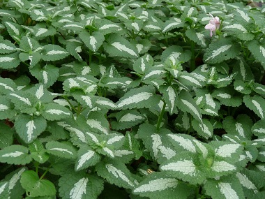 spotted dead nettle