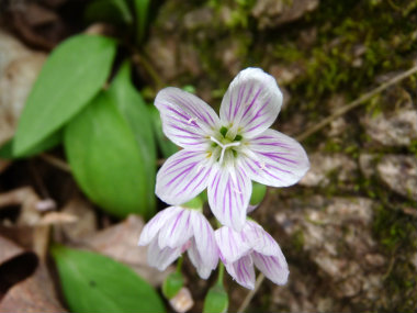 spring beauty flower 2