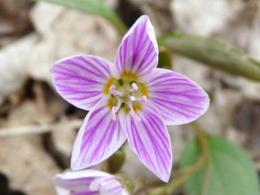 spring beauty flower