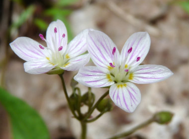 spring beauty flowers