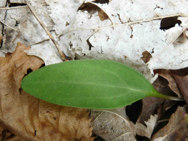 spring beauty leaves