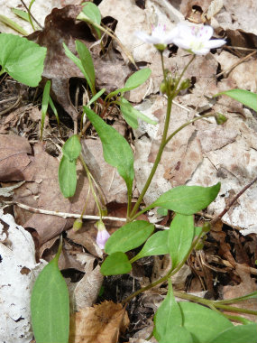 spring beauty plant