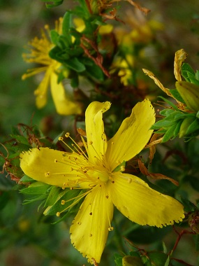 st johns wort flower