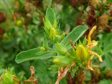 st johns wort leaves