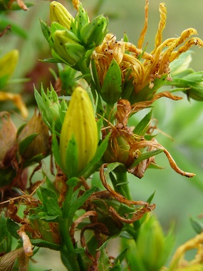 st johns wort