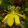 St John's Wort