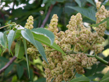 Staghorn sumac flowers