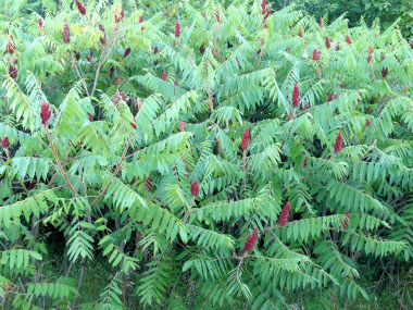 rhus hirta