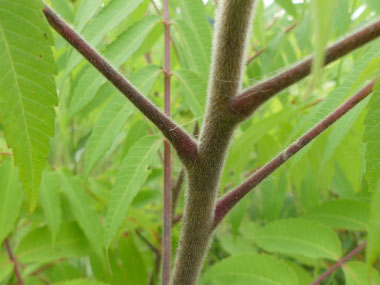 staghorn sumac branches