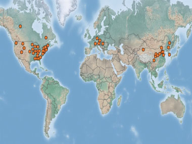 staghorn sumac distribution