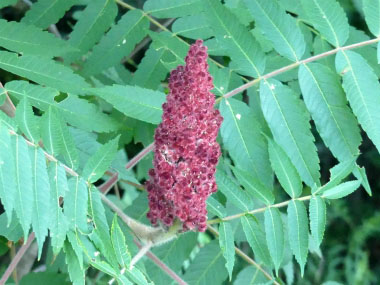 staghorn sumac fruit