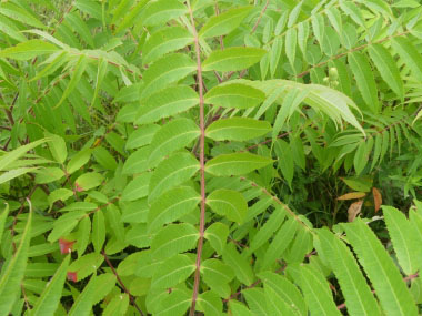 staghorn sumac leaves