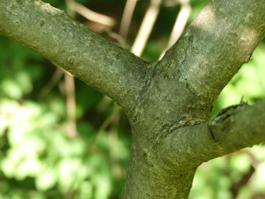 staghorn sumac trunk