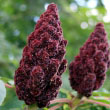 Staghorn Sumac