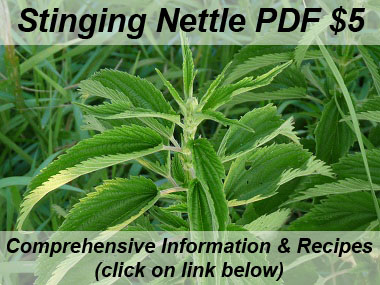 stinging nettle image