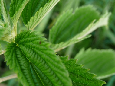 stinging nettle leaf