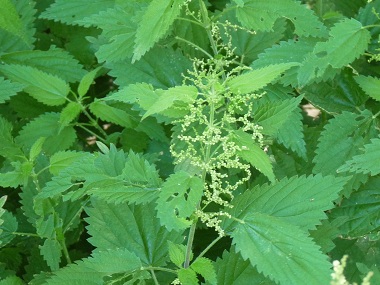 stinging nettle picture
