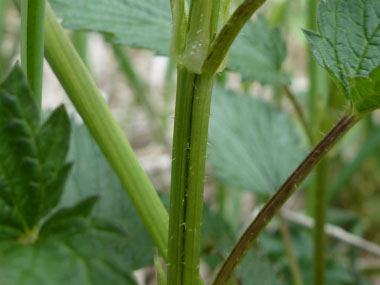 stinging nettle trichome