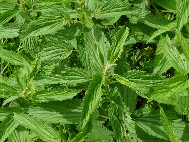 stinging nettle